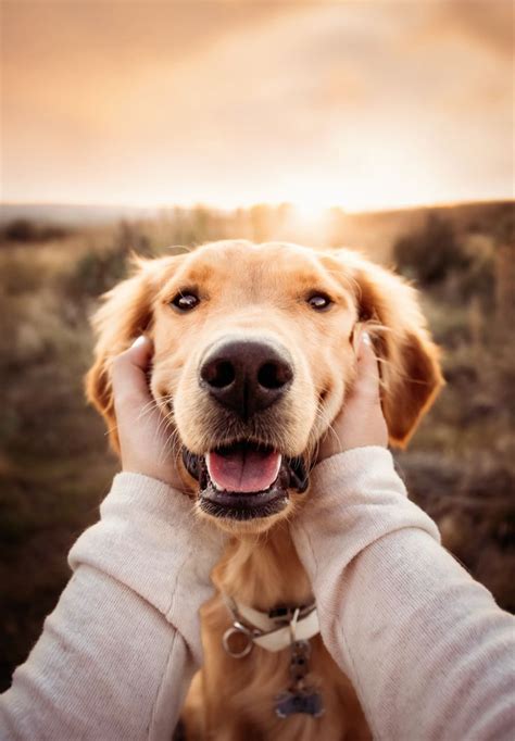 cute dog poses|family photo shoot with dog.